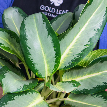 aglaonema plant yellow leaves Aglaonema Green Yellow Hybrid Care
