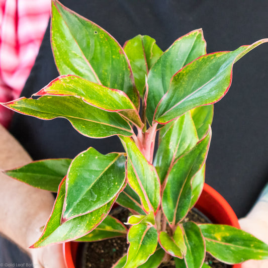 Aglaonema Hybrid Variant