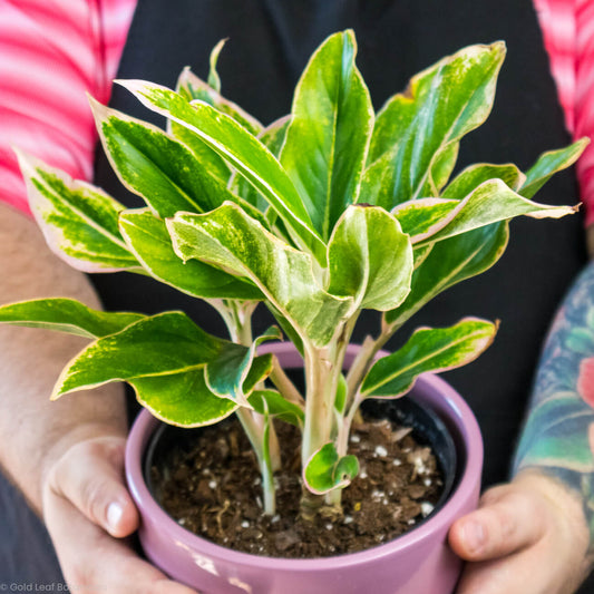 Aglaonema Pink Siam For Sale