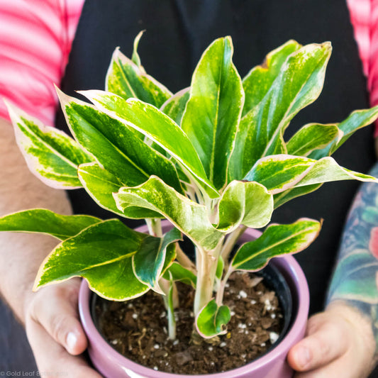 Aglaonema Pink Siam For Sale