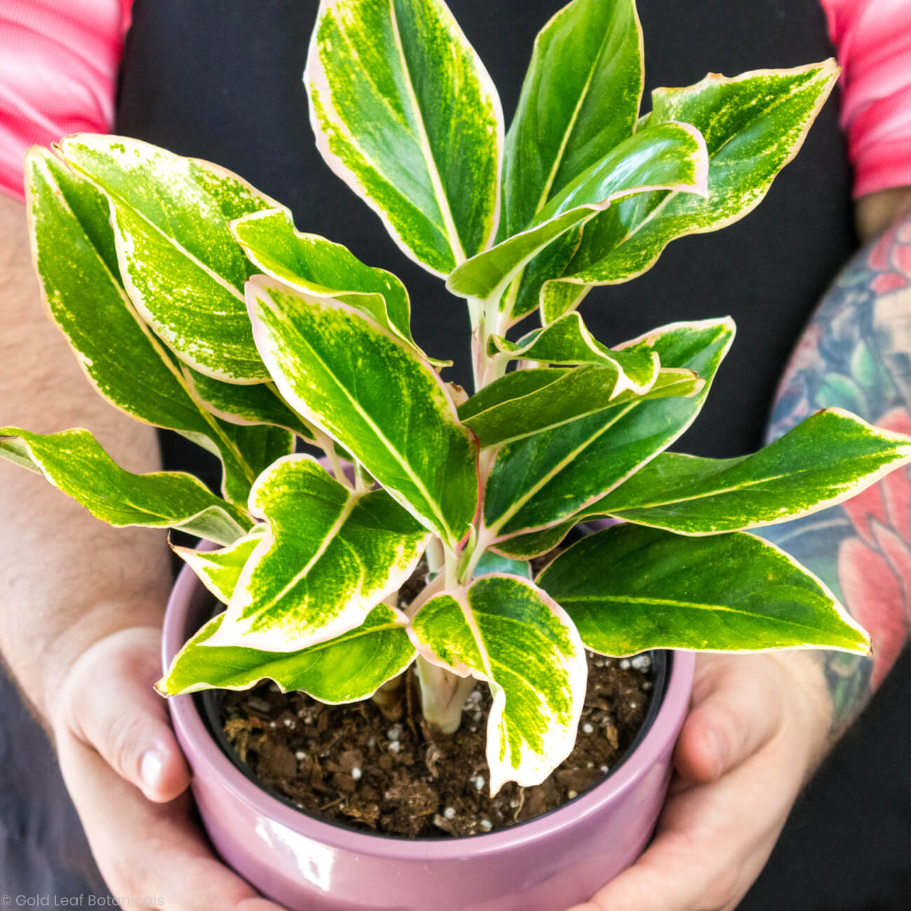 Buy a Aglaonema Pink Siam