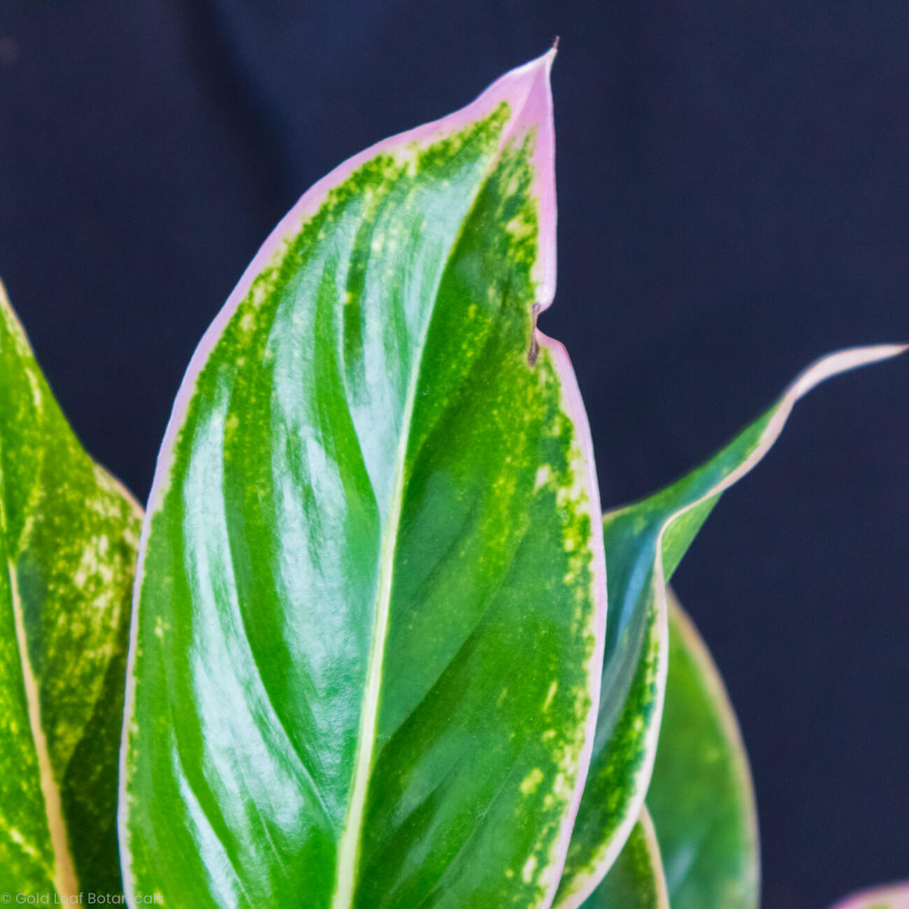 Aglaonema Pink Siam Care Guide