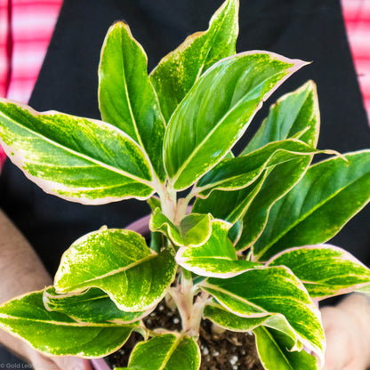 Aglaonema Pink Siam Water Sun and Humidity