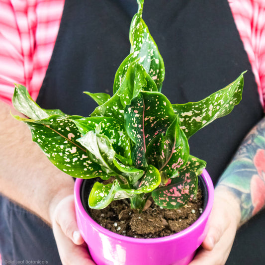 Aglaonema Hybrid Variant