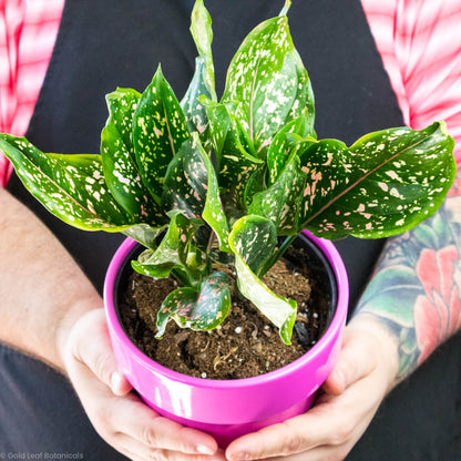 aglaonema hybride Aglaonema Hybrid Variant 3 – Gold Leaf Botanicals
