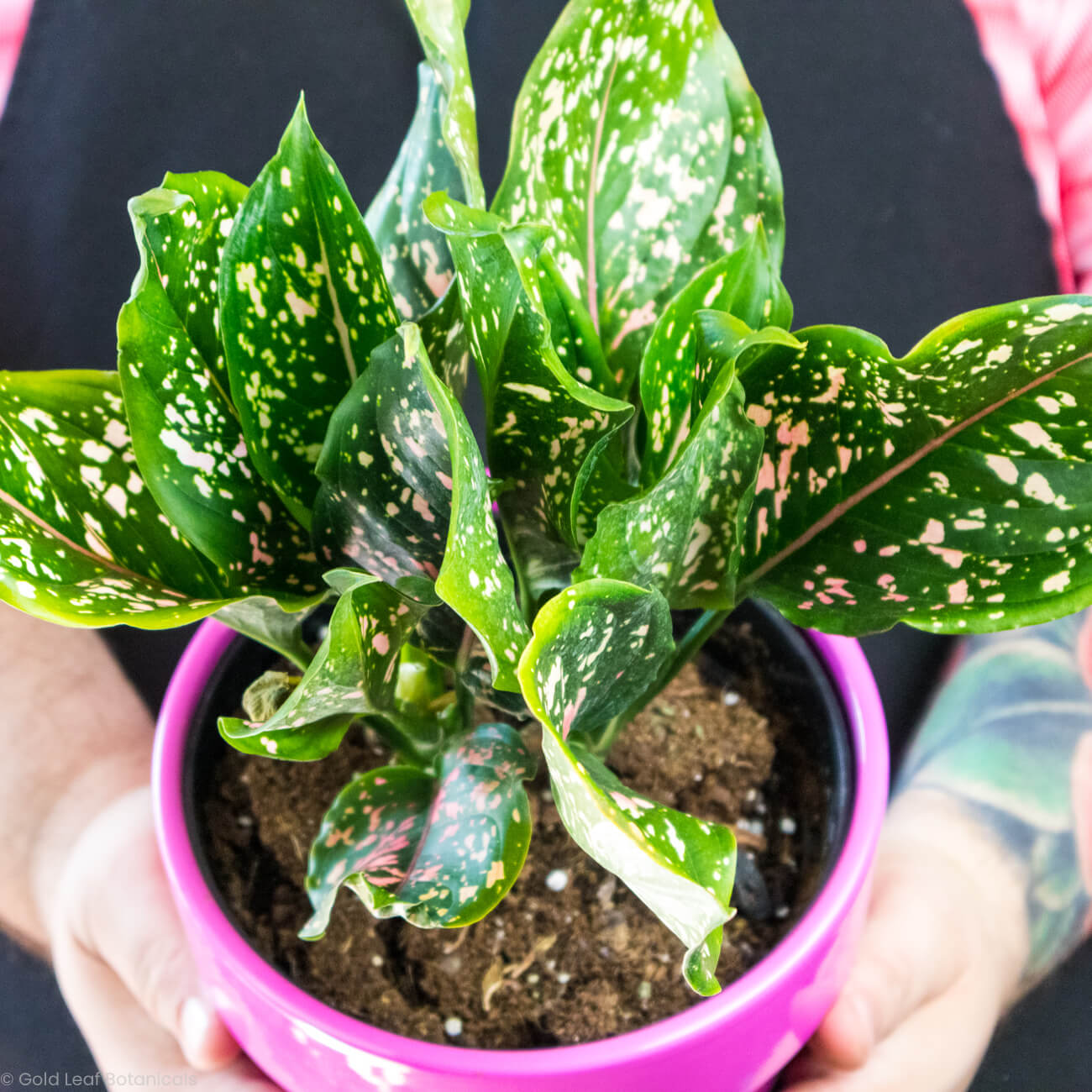 Aglaonema Hybrid Variant