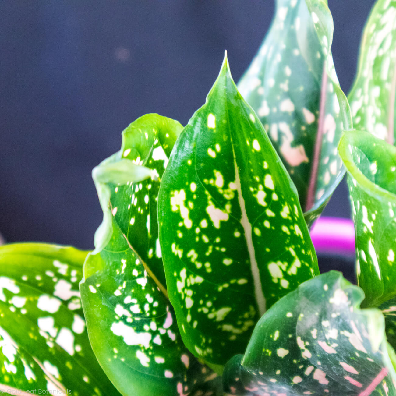 Aglaonema Hybrid Variant 3 – Gold Leaf Botanicals