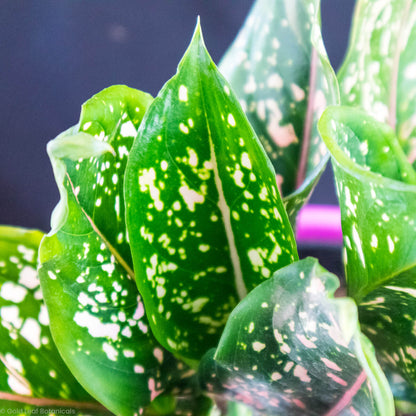 Aglaonema Hybrid Variant