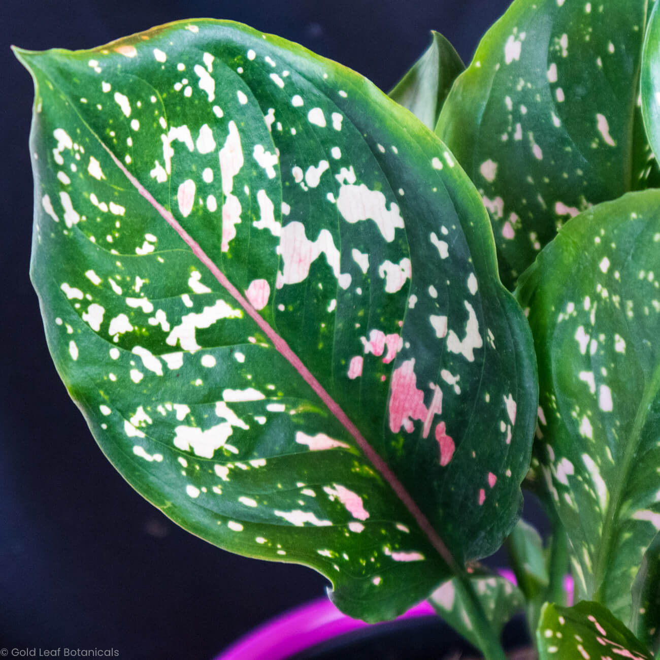 Aglaonema Hybrid Variant