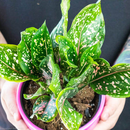 Aglaonema Hybrid Variant