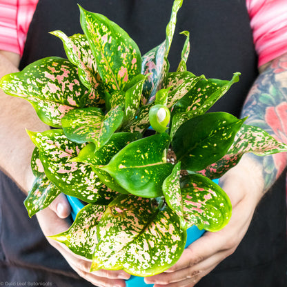 aglaonema hybrid care Aglaonema Hybrid Variant 4 – Gold Leaf Botanicals