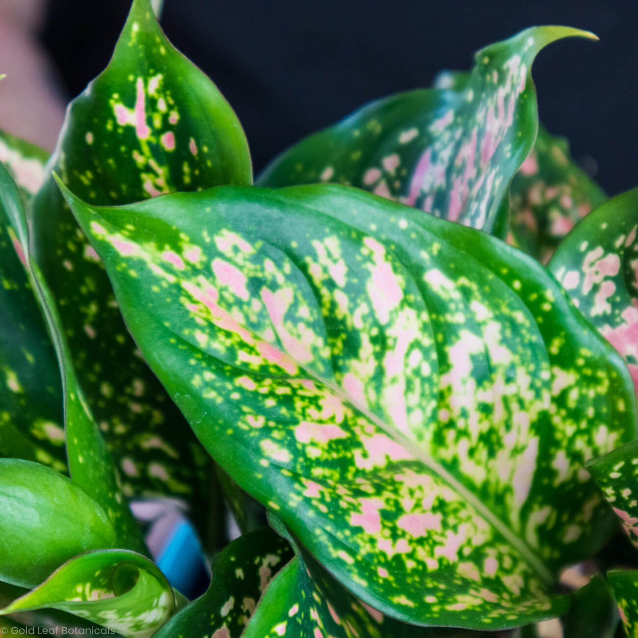 Aglaonema Hybrid Variant