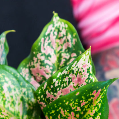 Aglaonema Hybrid Variant