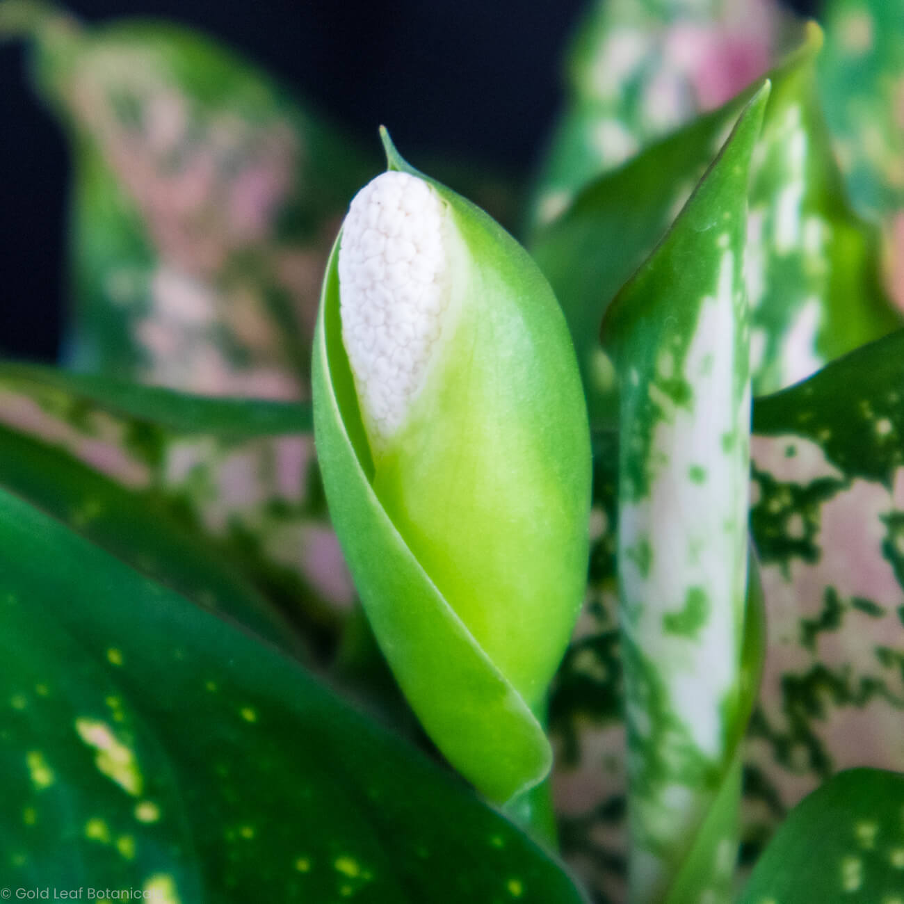 Aglaonema Hybrid Variant