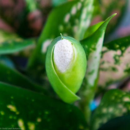 Aglaonema Hybrid Variant Flower