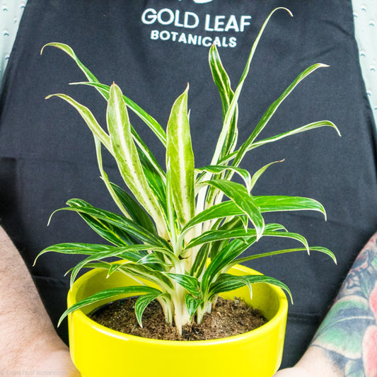 Aglaonema Rice