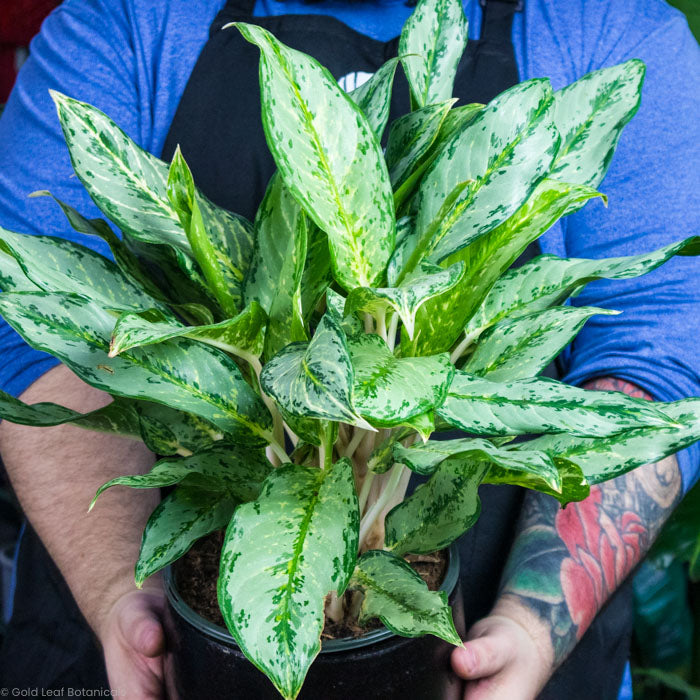 Aglaonema Silver Queen