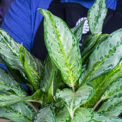 Aglaonema Silver Queen