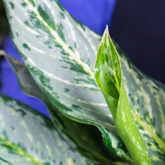 Aglaonema Silver Queen