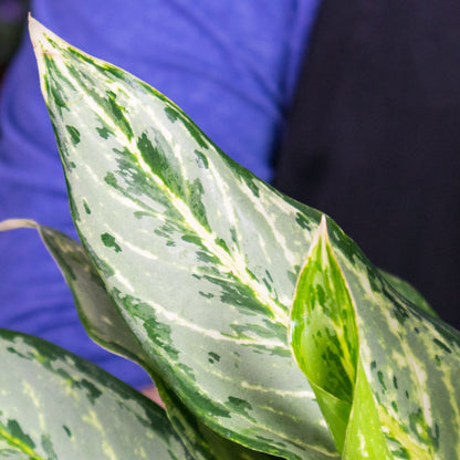 Aglaonema Silver Queen