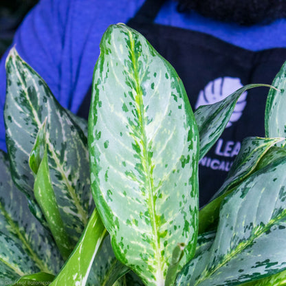 Aglaonema Silver Queen