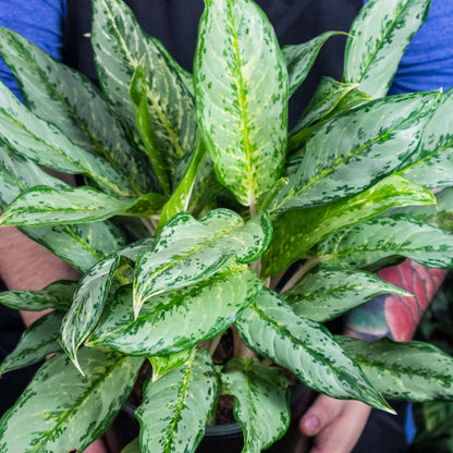 aglaonema fluorite Aglaonema Silver Queen Care