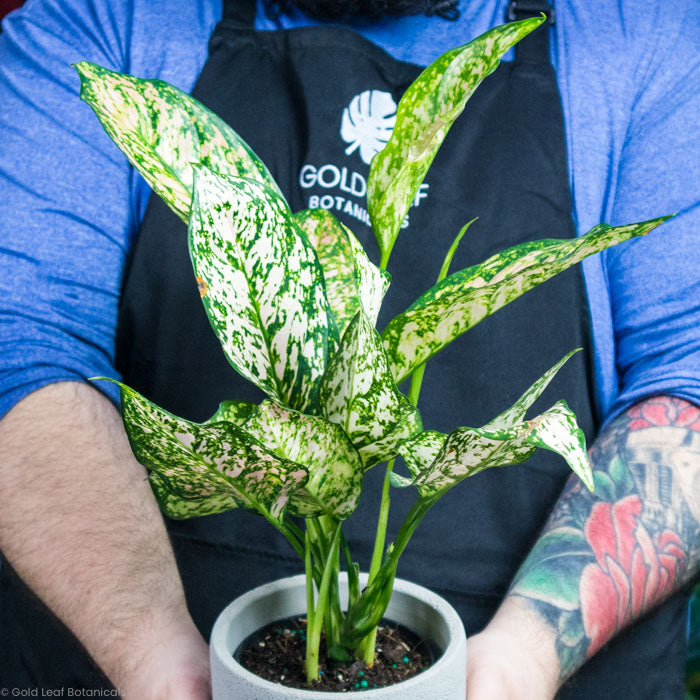 Aglaonema Sparkling Sarah