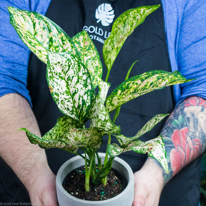 Aglaonema Sparkling Sarah