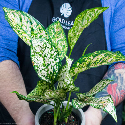 Aglaonema Sparkling Sarah