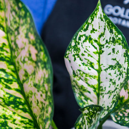 Aglaonema Sparkling Sarah