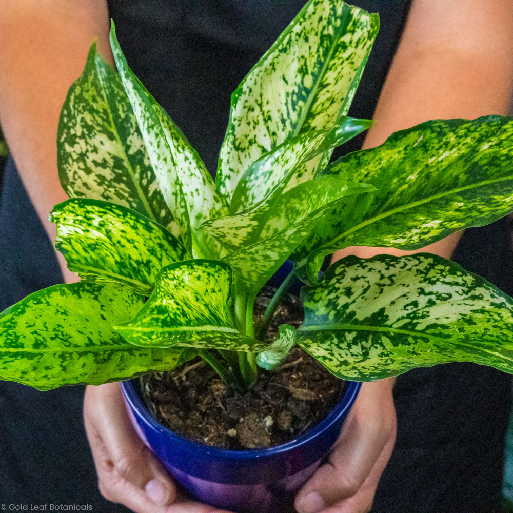 Aglaonema Wintry Winehouse Plant