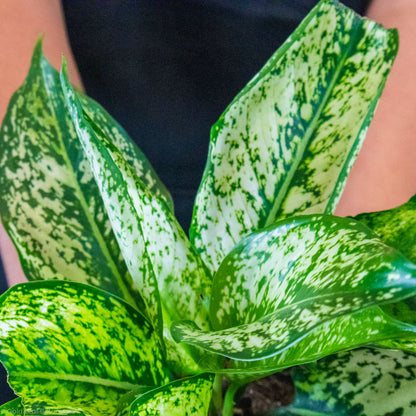 Aglaonema Wintry Winehouse Care