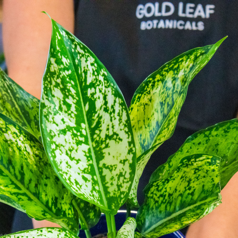 Aglaonema Wintry Winehouse Plants