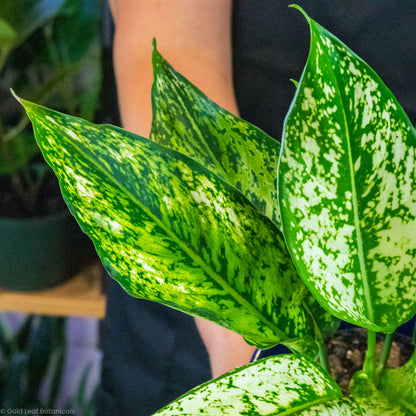 Aglaonema Wintry Winehouse Water