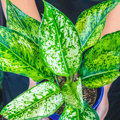 Aglaonema Wintry Winehouse Care