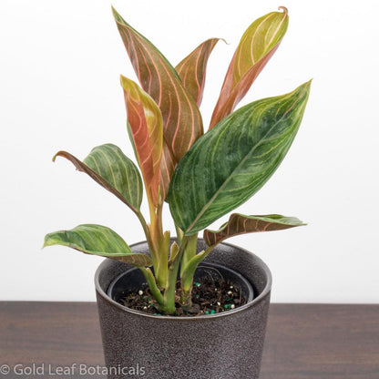 aglaonema rotundum chocolate Aglaonema Chocolate Care
