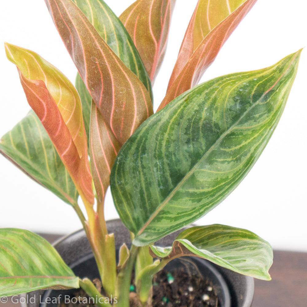 Aglaonema Chocolate Canada For Sale