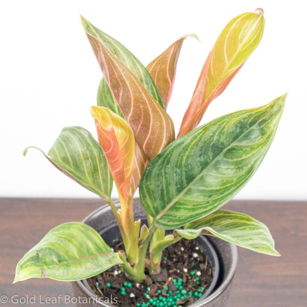 Aglaonema Chocolate Water Requirements