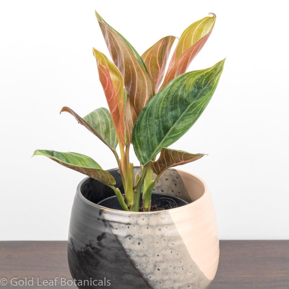 Buy an Aglaonema Chocolate