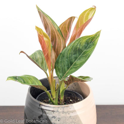 Aglaonema Chocolate Soil Requirements