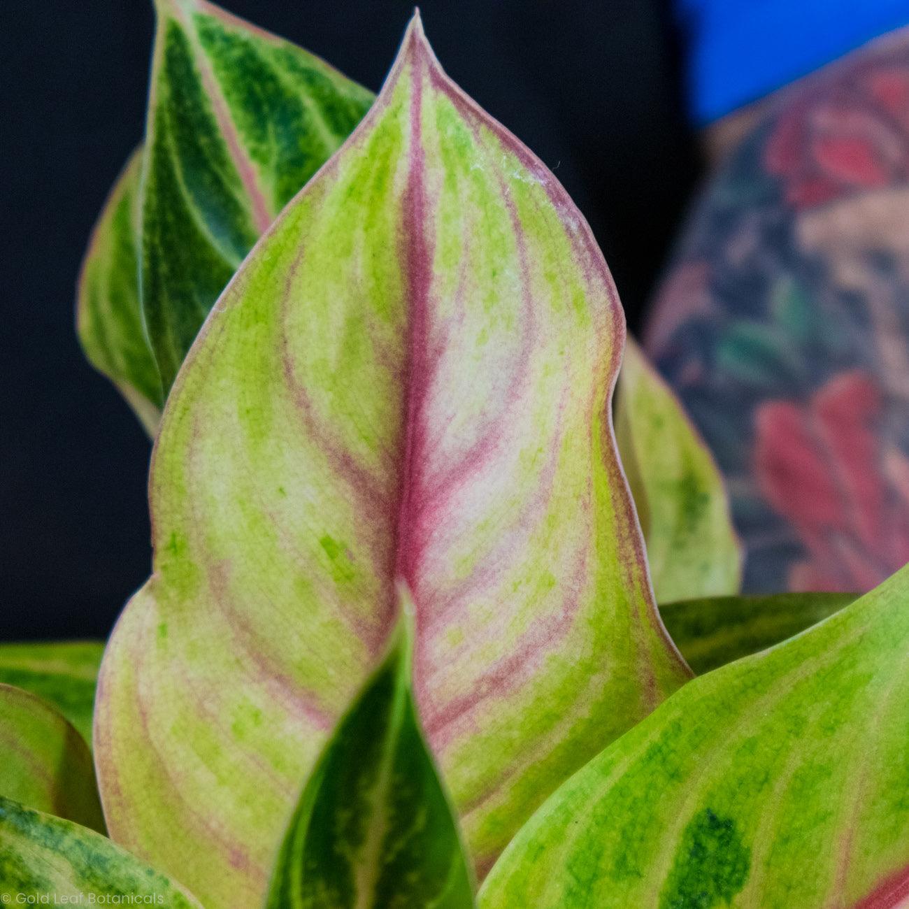 Aglaonema Creta Water and Sun