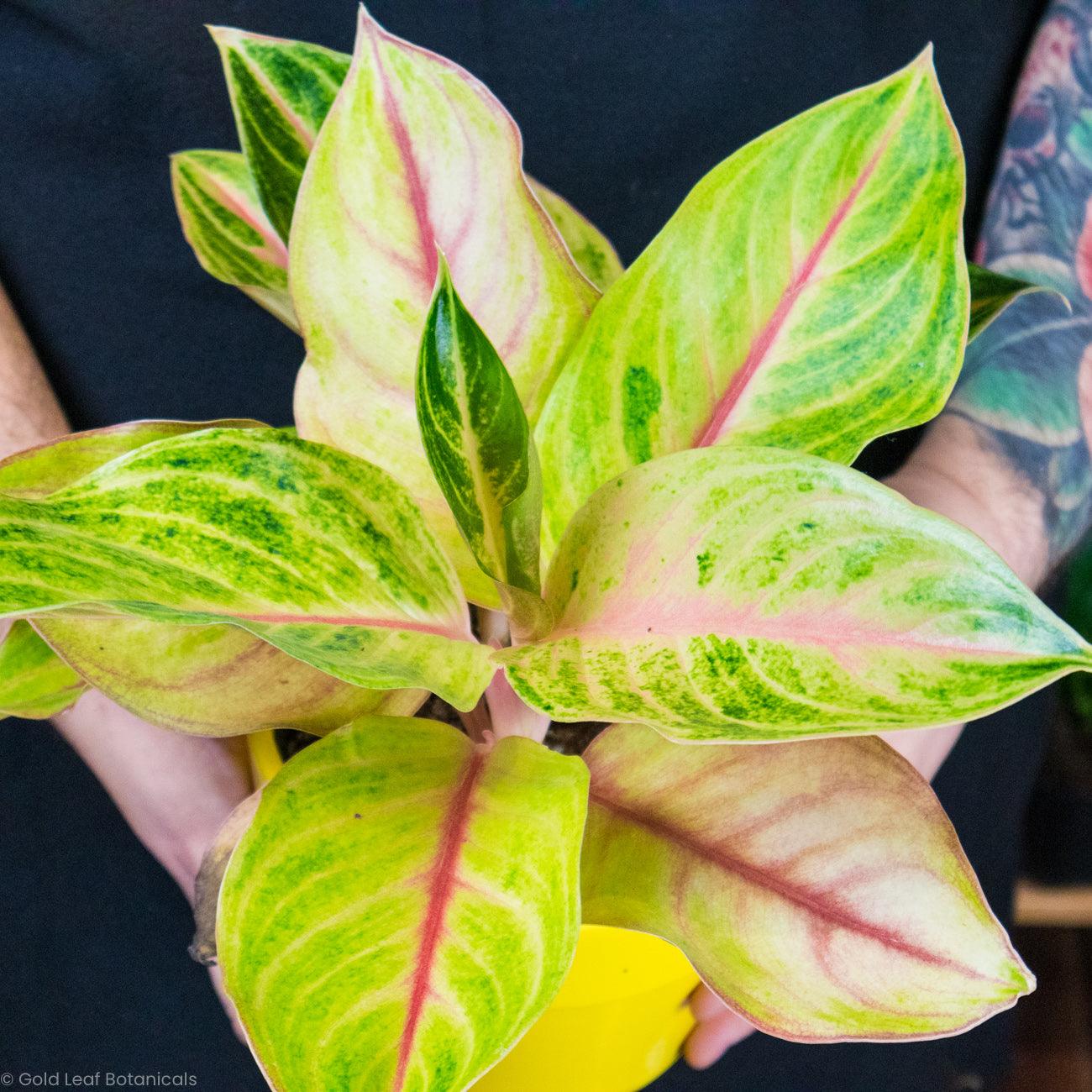 Aglaonema Creta For Sale Ontario Canada