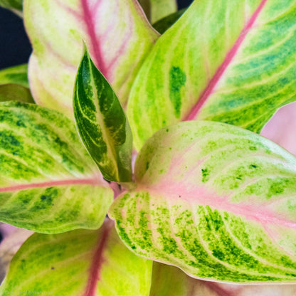aglaonema creta stalks Aglaonema Creta Care