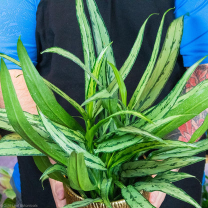 Aglaonema Cutlass Water Requirements