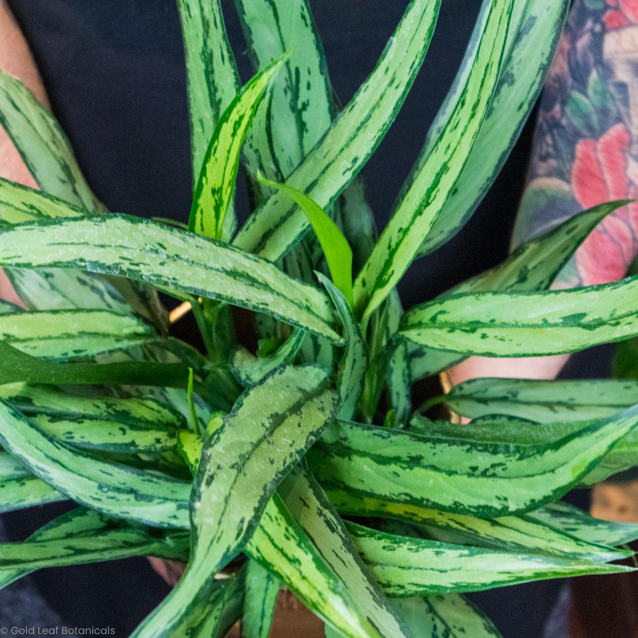 Aglaonema Cutlass Tips and Tricks