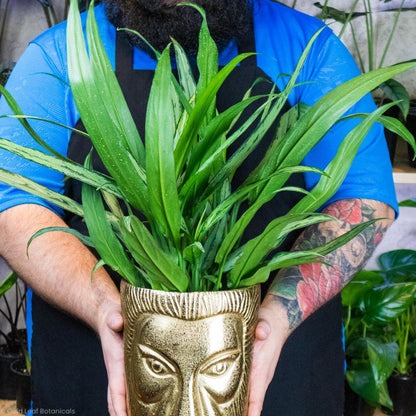 aglaonema cutlass care Aglaonema Cutlass Care