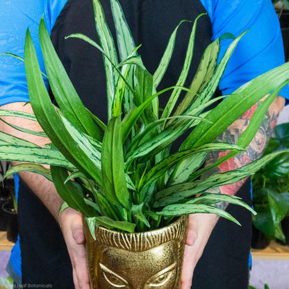 aglaonema cutlass care Aglaonema Cutlass Care