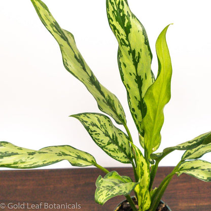 Aglaonema Miss Juliette Water Needs