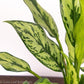 Aglaonema Miss Juliette Sun Requirements