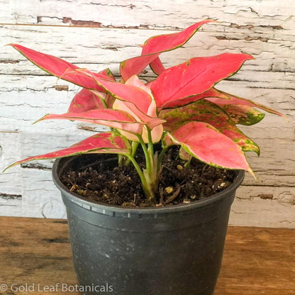 Aglaonema Pink Valentine Care